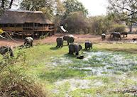 Elephants at the waterhole, Bilimungwe Bushcamp, South Luangwa National Park