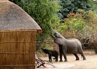 Elephants in camp, Kaingo Camp, South Luangwa National Park