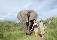 Elephant experience from Stanley's Camp