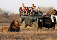 On Safari at Savanna, Sabi Sand Reserve
