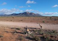 Red kangaroos in front of Wilpena Pound, Flinders Ranges