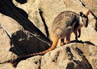 Rock Wallaby, Flinders Ranges Rock Wallaby, Flinders Ranges