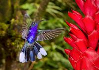 Hummingbird, Costa Rica Hummingbird, Costa Rica