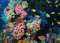 Coral Reef, The Maldives Coral Reef, The Maldives