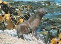Fur seal, Otago Peninsula Fur seal, Otago Peninsula