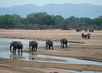 Elephants crossing the Luangwa River, South Luangwa National Park Elephants crossing the Luangwa River, South Luangwa National Park
