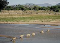 Lion pride crossing the river in Ruaha National Park, Tanzania Lion pride crossing the river in Ruaha National Park, Tanzania