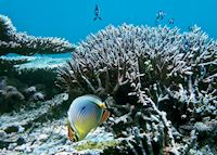 Snorkelling off the Iles des Deux Cocos, Mauritius Snorkelling off the Iles des Deux Cocos, Mauritius