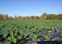 Waterlillies, Yellow Waters Waterlillies, Yellow Waters