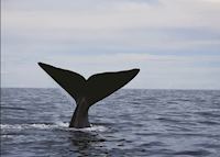 Southern Right Whale Southern Right Whale