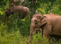 Kui Buri National Park Kui Buri National Park