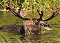Moose near Fairbanks, Alaska Moose near Fairbanks, Alaska