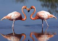 Galapagos Flamingos Galapagos Flamingos