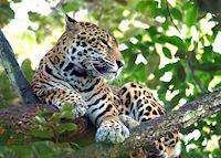 Jaguar Jaguar