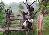 Giant Pandas Giant Pandas