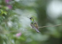 Hummingbird, Costa Rica Hummingbird, Costa Rica