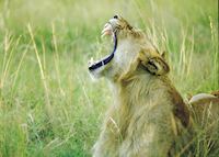 Lion Lion