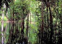 The Amazon The Amazon