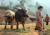 Hmong girl with Water buffalo, Coc Ly Market, Bac Ha Hmong girl with Water buffalo, Coc Ly Market, Bac Ha
