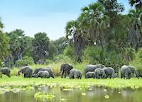 A herd of elephant in the Selous A herd of elephant in the Selous