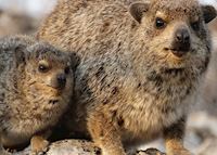 Rock Hyrax, Etosha National Park, Namibia Rock Hyrax, Etosha National Park, Namibia