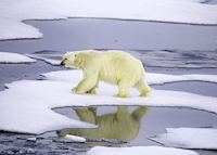 Polar Bear, Canada Polar Bear, Canada