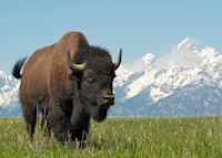 A bison in Grand Teton National Park A bison in Grand Teton National Park