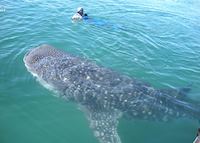 Whale-shark, Baja Whale-shark, Baja