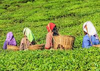 Darjeeling Tea plantations Darjeeling Tea plantations