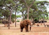 Swala Camp, Tarangire National Park Swala Camp, Tarangire National Park