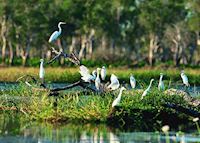 Egrets, Yellow Water Billabong, Kakadu National Park Egrets, Yellow Water Billabong, Kakadu National Park