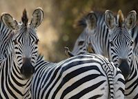 Crawshay's Zebra Crawshay's Zebra