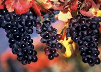 Grapes Grapes