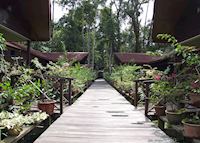 Abai Jungle Lodge, Kinabatangan River Abai Jungle Lodge, Kinabatangan River