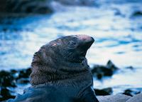 Fur seal, Kaikoura Fur seal, Kaikoura