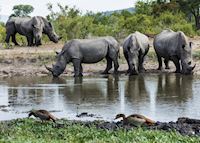 Rhinos, Kruger, South Africa Rhinos, Kruger, South Africa