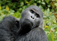 Mountain gorilla Mountain gorilla