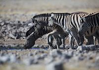 Zebra, Etosha National Park Zebra, Etosha National Park