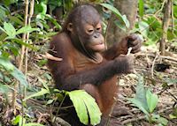 Baby orang-utan, Sepilok Orang-utan Sanctuary, Sandakan Baby orang-utan, Sepilok Orang-utan Sanctuary, Sandakan