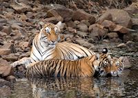 Female tiger and her cubs, Ranthambhore National Park Female tiger and her cubs, Ranthambhore National Park