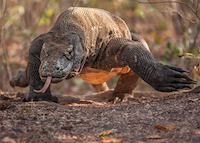 Komodo Dragon, Komodo Komodo Dragon, Komodo