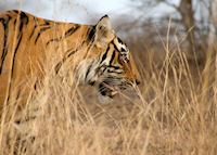 Tiger in Ranthambhore National Park Tiger in Ranthambhore National Park