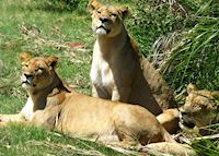 Lions, Duba Concession, Botswana Lions, Duba Concession, Botswana