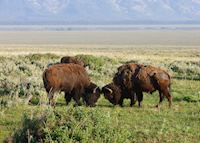 Bison in Grand Teton National Park Bison in Grand Teton National Park