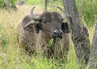Young buffalo Young buffalo