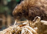 Kiwi Kiwi