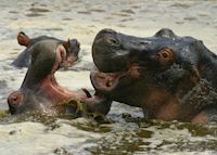 Playful hippo in the Selous Game Reserve Playful hippo in the Selous Game Reserve