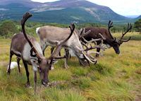 Reindeer in the Cairngorms Reindeer in the Cairngorms