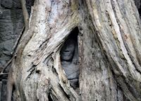 Hidden Bhudda image - Ta Prohm Hidden Bhudda image - Ta Prohm