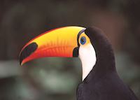 Toucan Toucan